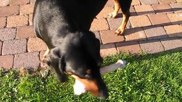 Eddy Und Zorro Bei Der Knochenübergabe