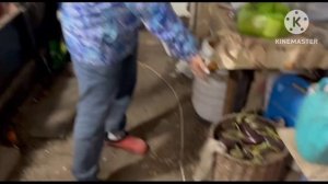 лучшая порода!!! свиньи дюрок - кормление, содержание на опилках.