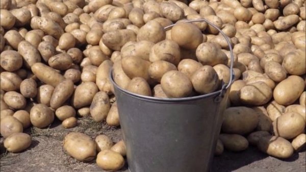 2 сорта-сорокодневки: Гулливер и Кармен. Бьют все рекорды по урожайности!