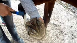 Раскрючковка копыт. Как правильно и безопасно почистить копыта