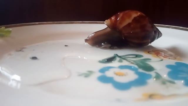 |•√купание улитки ахатины√•| смотреть онлайн