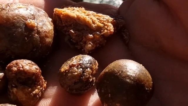 Откуда берётся прополис.В.Жданов смотреть онлайн