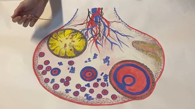 Строение яичника