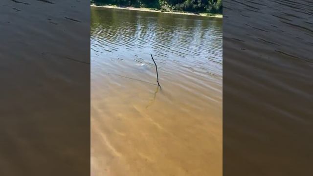 Река Вятка рыбалка на донку-фидер,утром не много поклевало… смотреть онлайн