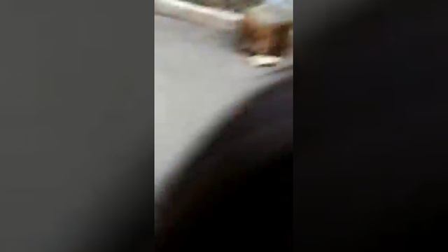 Ши-тцу подрощенная девочка. Окрас черный с подпалым и белым. смотреть онлайн