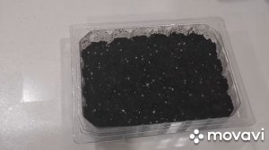 Сажаю львиный зев в феврале, чтобы добиться раннего цветения