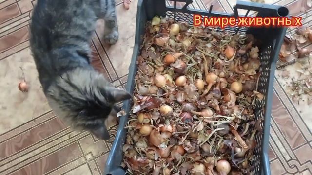 Котёнок Кузя хозяйничает по дому. Кузя покажет как надо.... смотреть онлайн