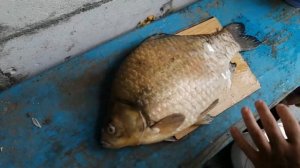 Как чистить больших карасей?