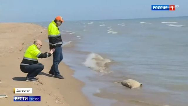 На дагестанском побережье Каспия нашли 170 мёртвых тюленей смотреть онлайн