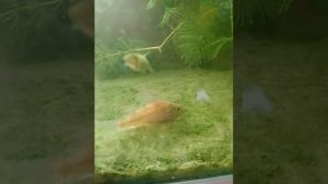 Позеленели стёкла аквариума,это не беда.№50