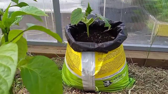 Этим способом посева огурцов получаю ранний и большой урожай с 3 растений. смотреть онлайн