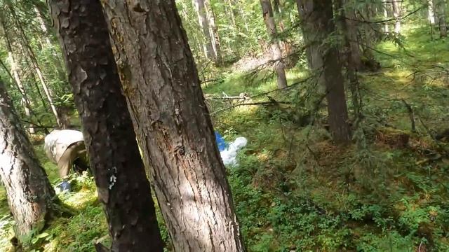 В тайгу за кедровыми шишками. смотреть онлайн