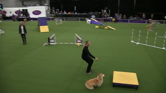 Jenny Std course - Westminster agility 2016 - (Yay! Good Dog video) смотреть онлайн