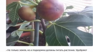 Инжир на окошке  Растет и плодоносит каждый год