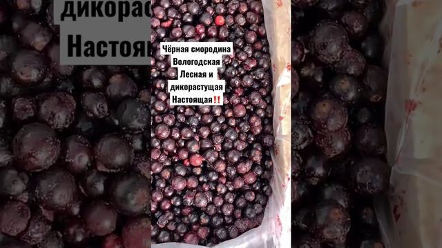 Чёрная смородина Вологодская смотреть онлайн
