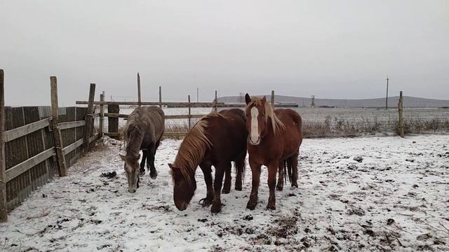 Жеребец проверяет всех кобыл на жеробость смотреть онлайн