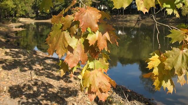 Поэзия осени. Белкинский парк и усадьба Белкино (Обнинск, Калужская обл.) смотреть онлайн
