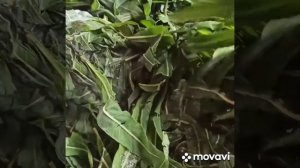 Ферментация Иван чая (кипрея) с заморозкой и без.