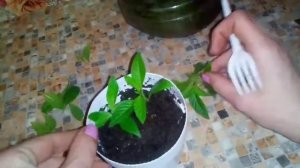 Размножение гелиотропа черенкованием.