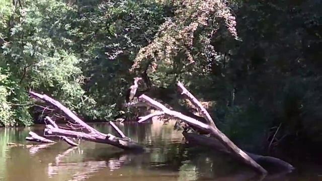 Экскурсия по реке Ропотамо. Город Приморско, Болгария смотреть онлайн