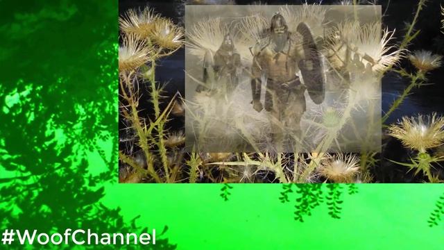 Волшебная трава чертополох. Народная медицина #WoofChannel смотреть онлайн