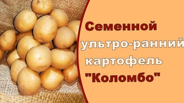 Где Можно Купить Семенную Картошку смотреть онлайн