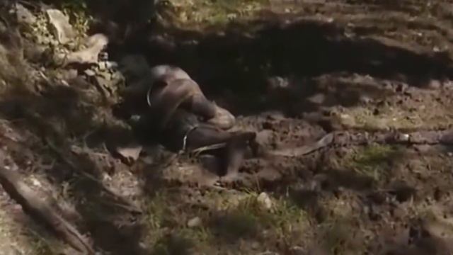 ЭКСПЕРИМЕНТ АНАКОНДА СЪЕДАЕТ ЧЕЛОВЕКА смотреть онлайн