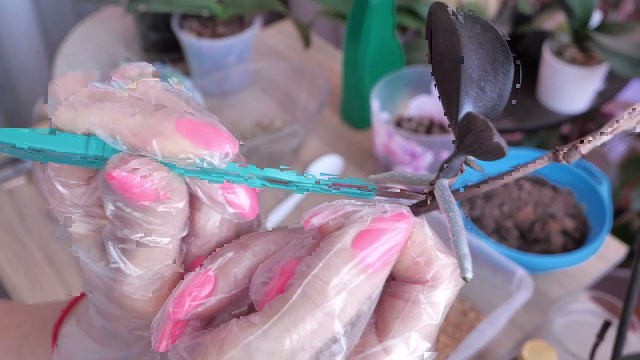 СОХНЕТ Цветонос с ДЕТКОЙ на орхидее! ПРОМЕДЛЕНИЕ СМЕРТИ ПОДОБНО! смотреть онлайн