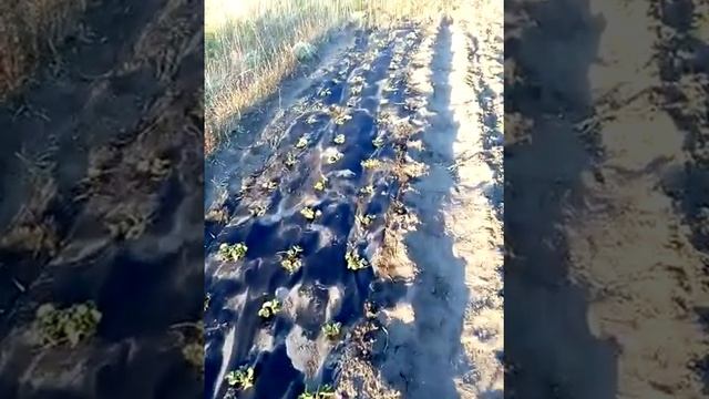 Посадка клубники под черное агроволокно смотреть онлайн