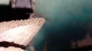 Заклинил замок водительской двери Шкода Октавия Тур..Способ как открыть..