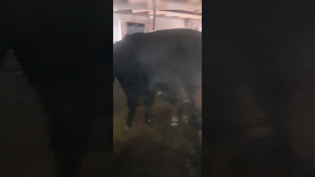 #4 АЙДАҒЫ НӘТИЖЕ#ОТКОРМА БЫЧКОВ ПОСЛЕ 4 МЕСЯЦА НА ОТКОРМ  РЕЗУЛЬТАТ#fatteng#