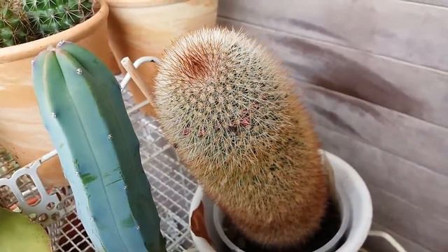My Kalanchoe Fedtschenkoi and my Graptopetalum in blooms. смотреть онлайн