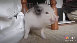 Хрю Хрю Хрю хрю хрю