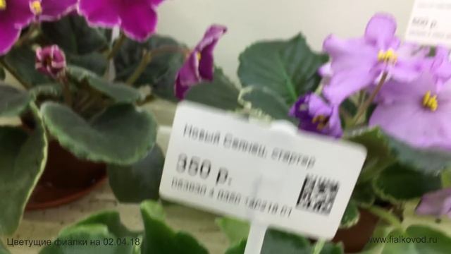 Фиалки, продающиеся 02.04.18 в магазине "Фиалковод" у м. "Отрадное" смотреть онлайн