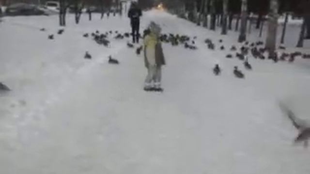 Дикие утки в центре города Кемерово смотреть онлайн