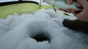 Убойная мормышка на крупного сига. Клевая рыбалка. Корюшка