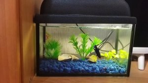 Нано аквариум, содержание петушка, мой личный опыт.