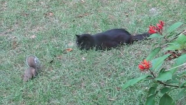 Ferocious Cat STALKING Scared Squirrel смотреть онлайн