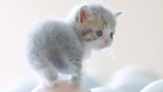 Таиская реклама корма для котят смотреть онлайн