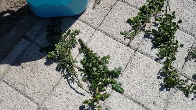 Слепые побеги на розах- я убираю полностью, проредила куст Плетистой Розы!!!! 11.05.23 год смотреть онлайн