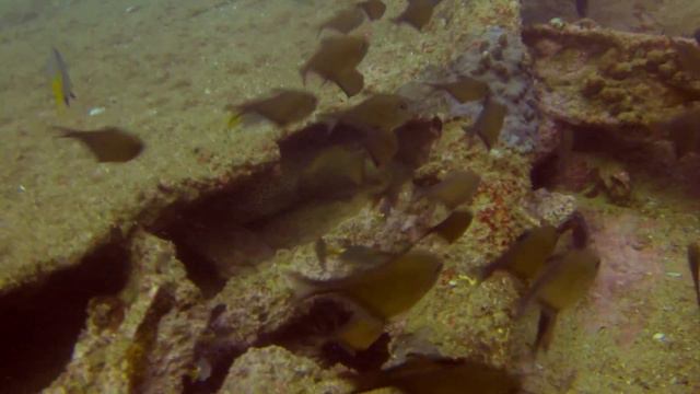 Mirbat; Oman / Moray Feeding