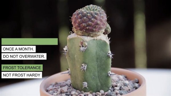 Sulcorebutia rauschii graft