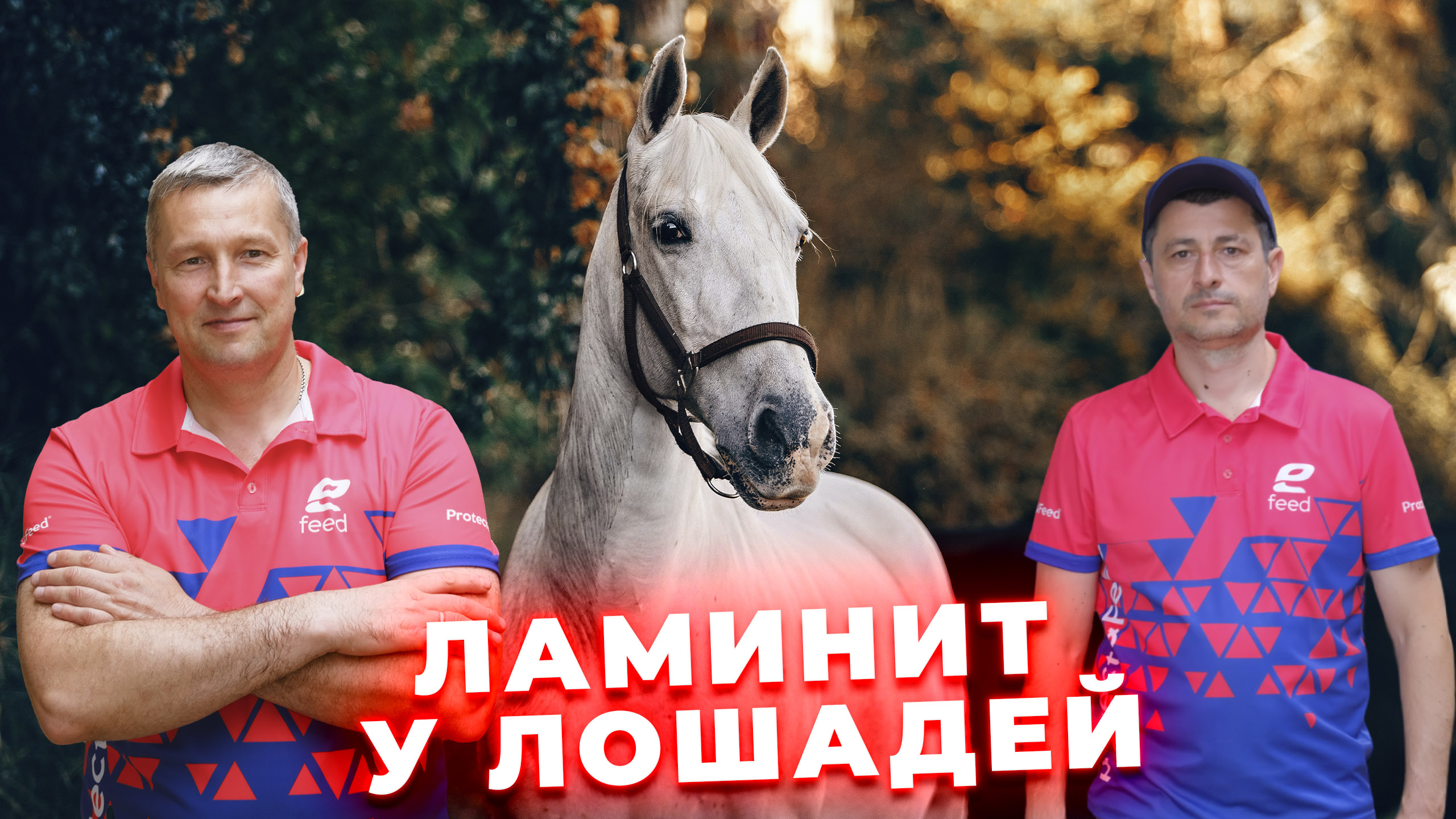 Как распознать ламинит у лошадей? Профилактика ламинита. Содержание лошадей.Коневодство.Ветеринария смотреть онлайн