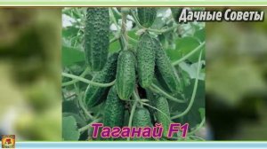 Лучшие сорта и гибриды огурцов которые стоит посадить в этом году Урожай будете собирать ведрам