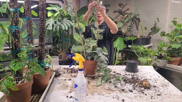 Scindapsus Pictus 'Exotica