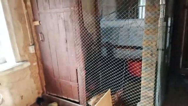 ЦЫПЛЯТА ВИАНДОТ И БОРКОВСКИЕ мой птичий уголок ПОКОРМИЛА И ДОМОЙ смотреть онлайн