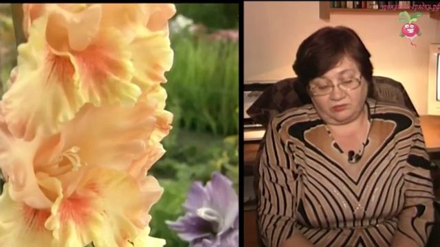 Как хранить гладиолусы зимой? #urozhainye_gryadki смотреть онлайн
