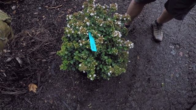 #TreeTipTuesday - Abelia Grandiflora 'Rose Creek'
