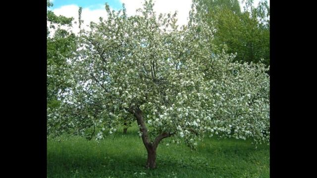 Декоративные яблони. Наш ответ японской сакуре. смотреть онлайн