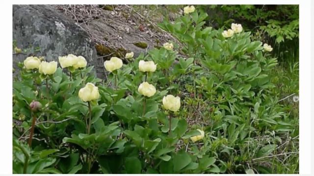 Пион Млокосевича и Пион иноземный смотреть онлайн